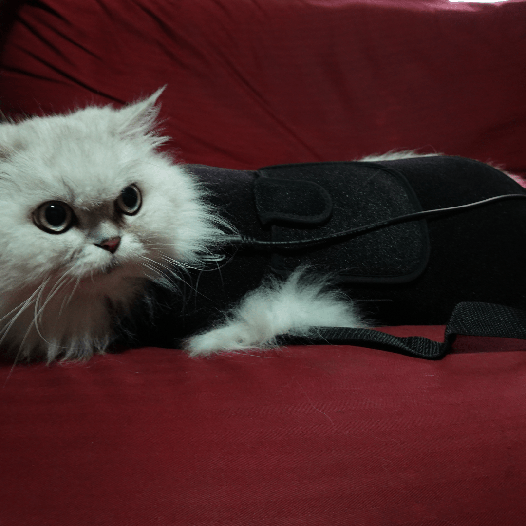 HeroPet™ Red Light Therapy Back & Belly Wrap for Pets - Red Light Hero best value red light therapy products